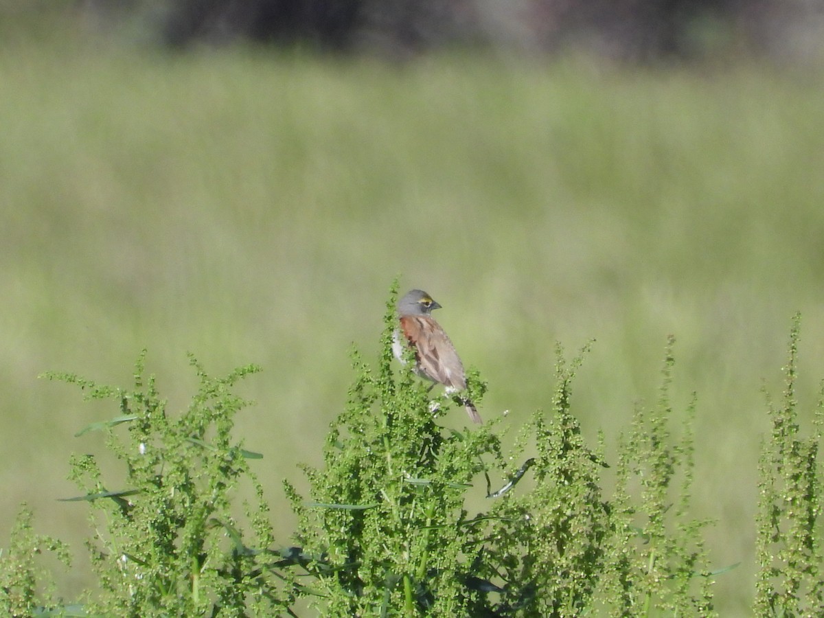 Dickcissel - ML619947561