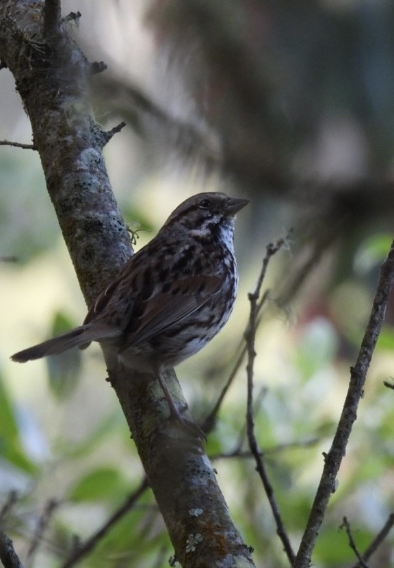 Song Sparrow - ML619947562