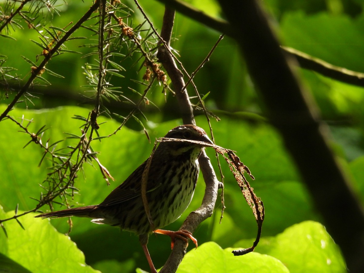 Song Sparrow - ML619947564