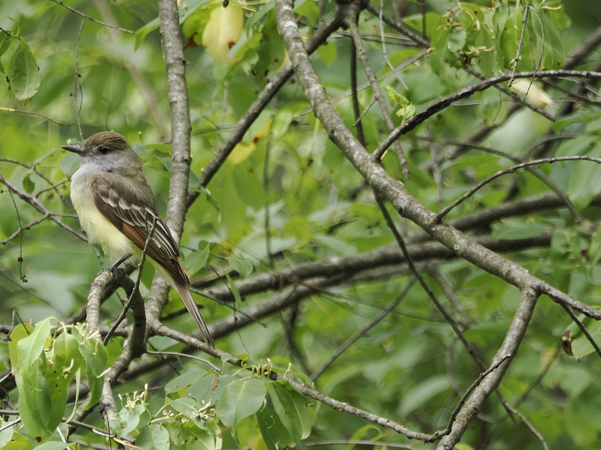 Great Crested Flycatcher - ML619947568