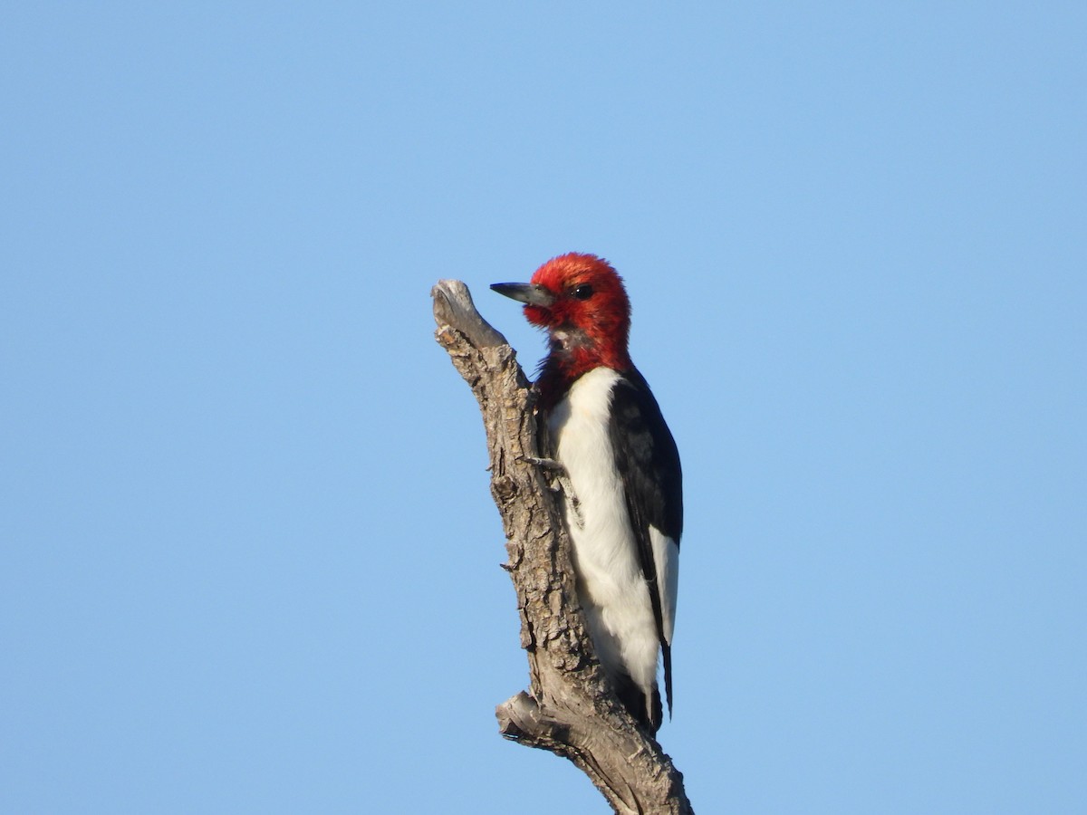 Red-headed Woodpecker - ML619947574