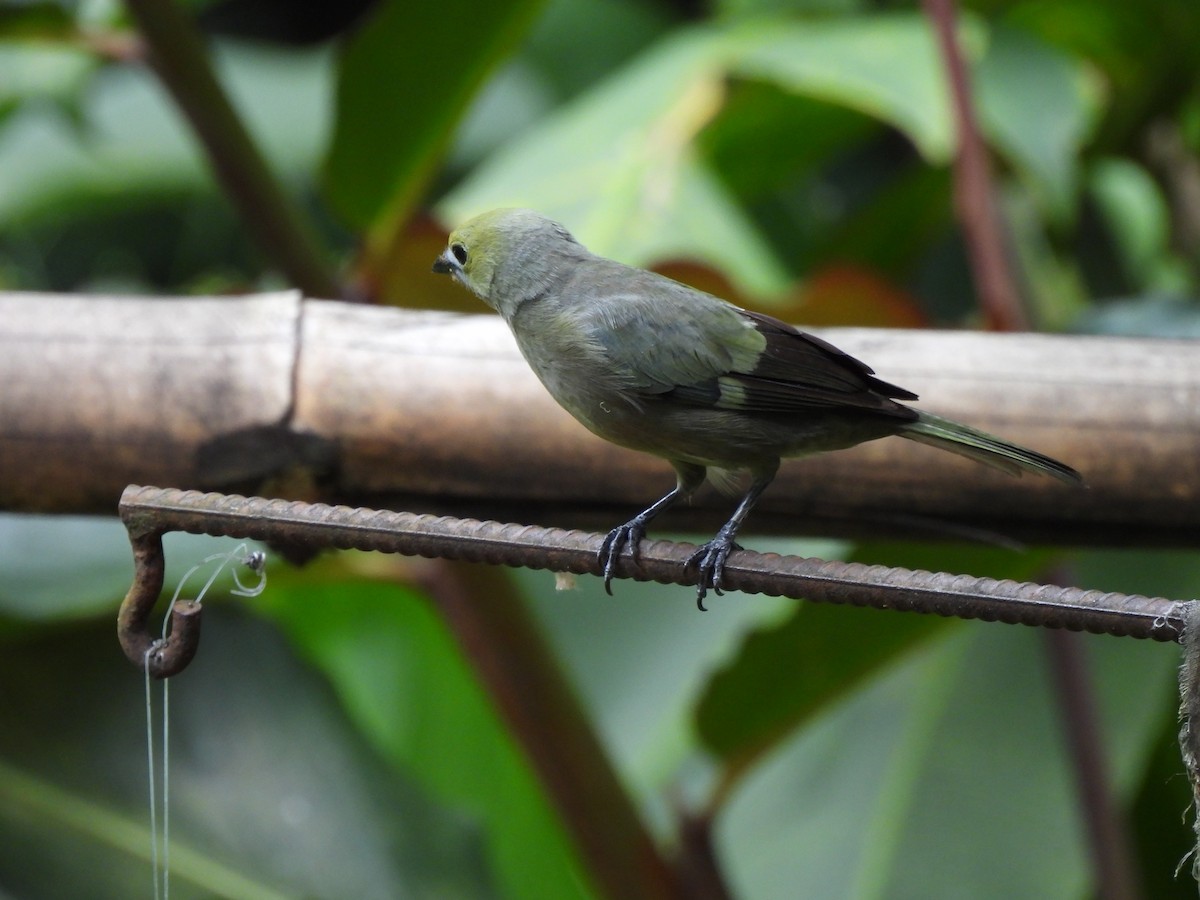 Palm Tanager - ML619947591