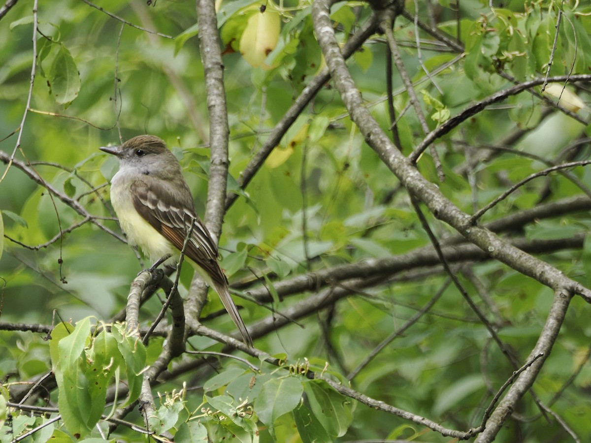Great Crested Flycatcher - ML619947594