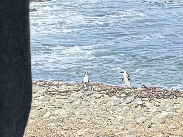 Pingüino de El Cabo - ML619947596