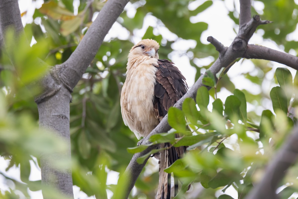 Yellow-headed Caracara - ML619947599