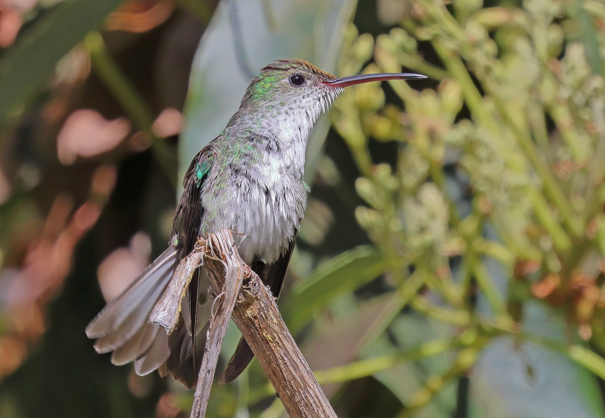 kolibřík zelenobílý - ML619947623