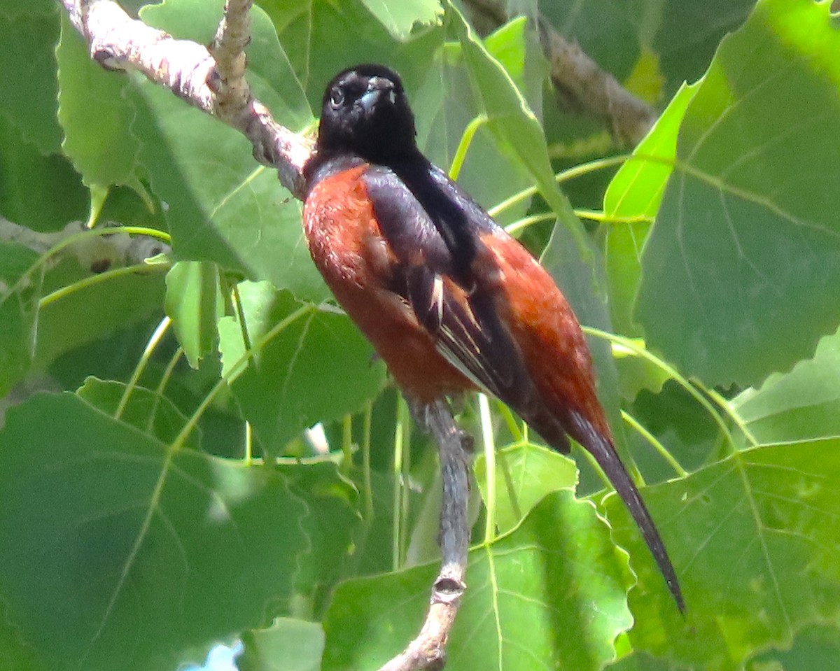 Orchard Oriole - ML619947624