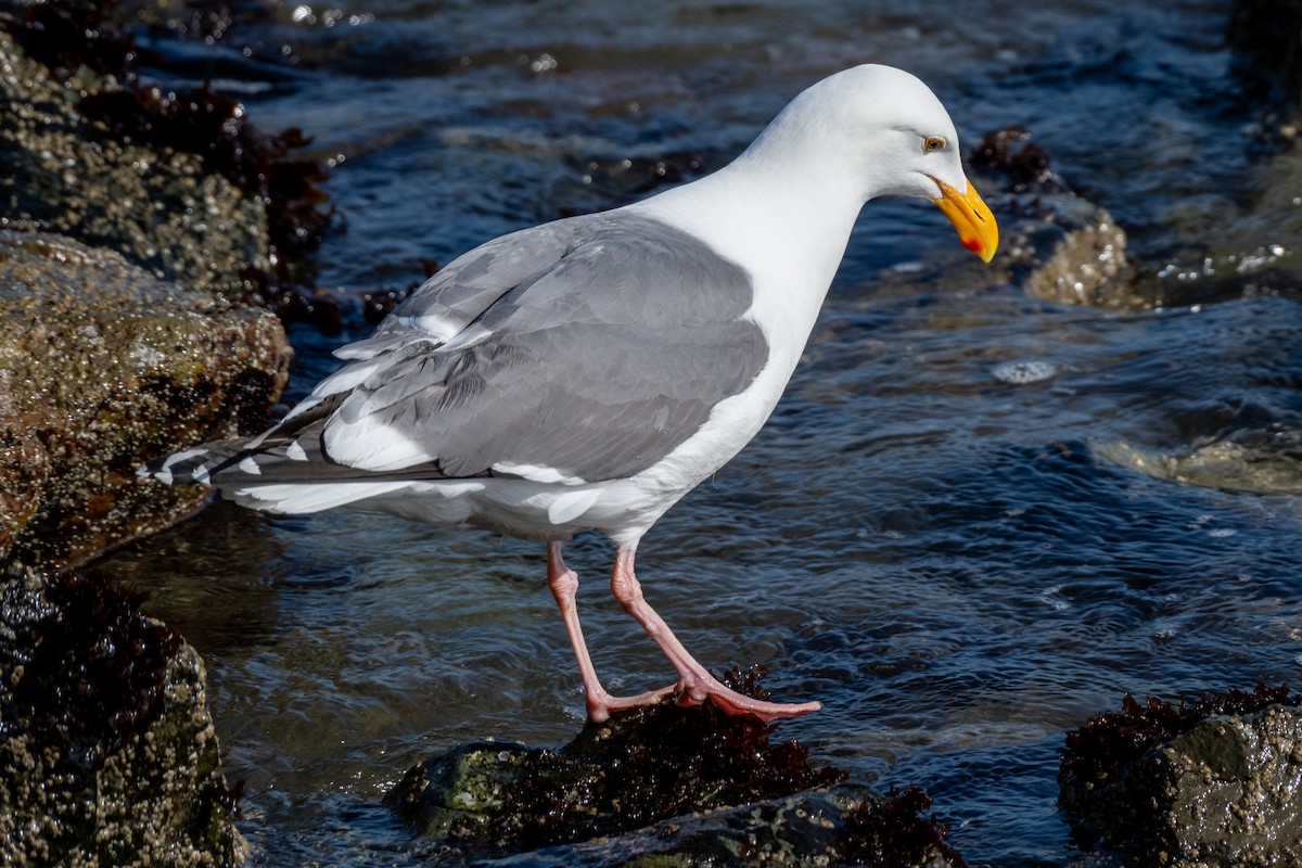 Gaviota Occidental - ML619947632