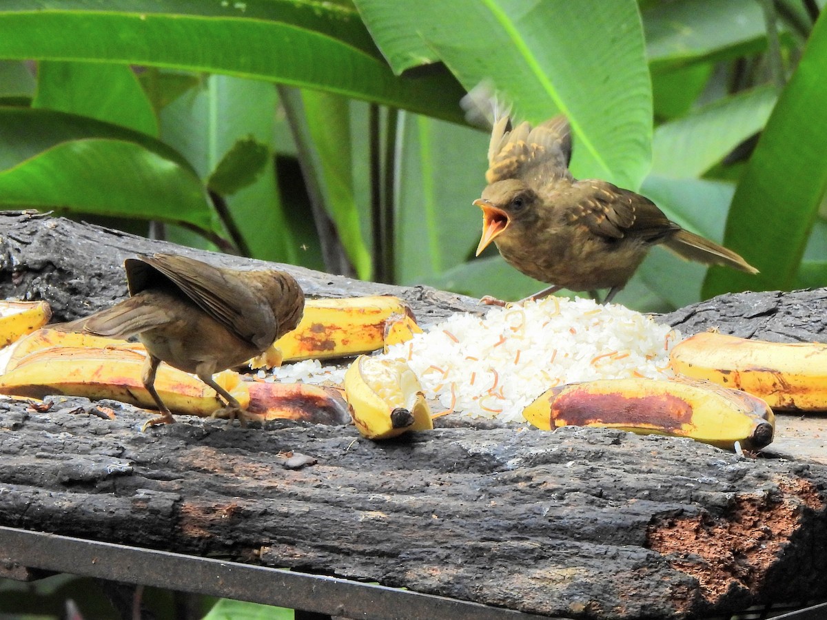 Clay-colored Thrush - ML619947677