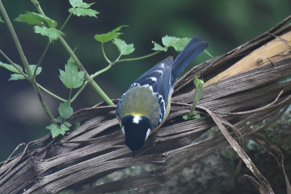 Green-backed Tit - ML619947719