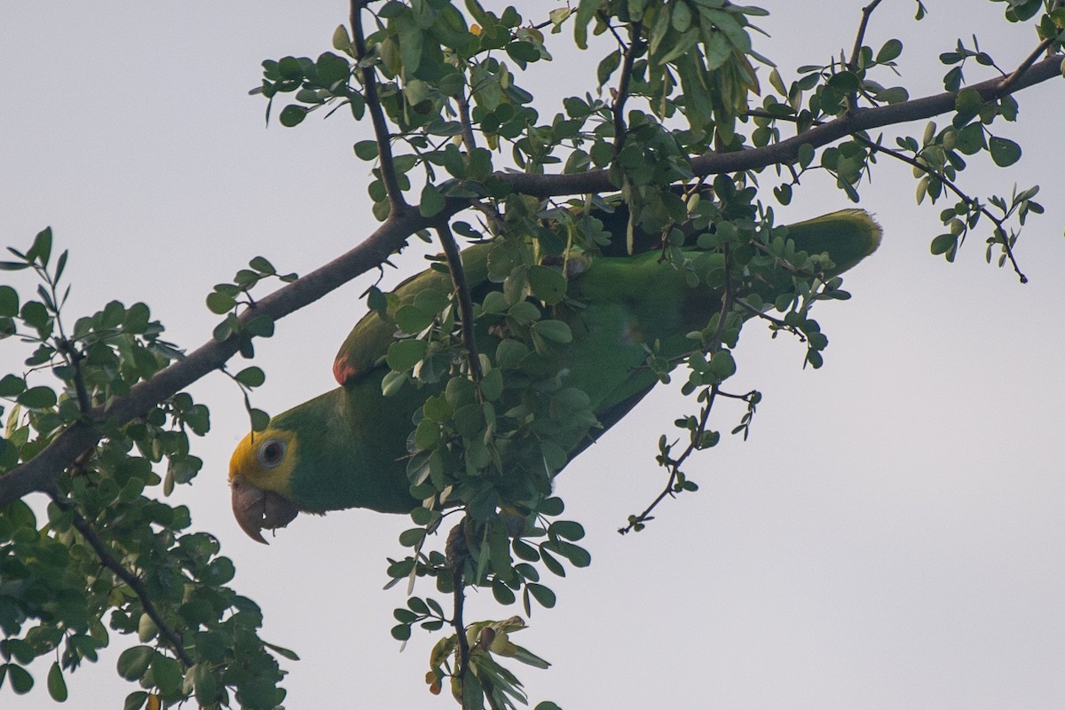 Yellow-headed Parrot - ML619947730