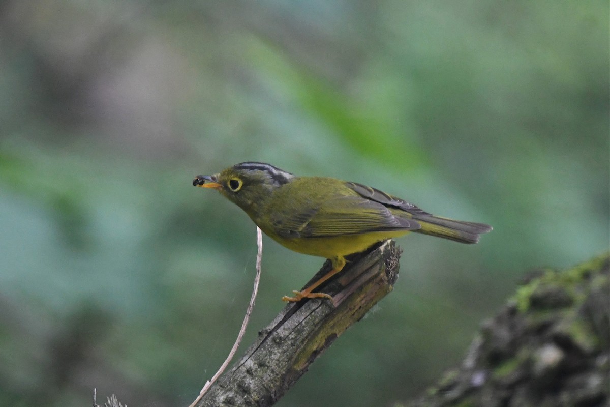 Mosquitero de Bianchi - ML619947734