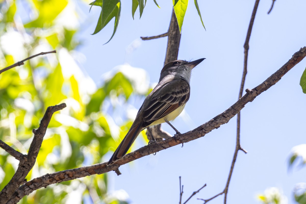 Dusky-capped Flycatcher - ML619947756