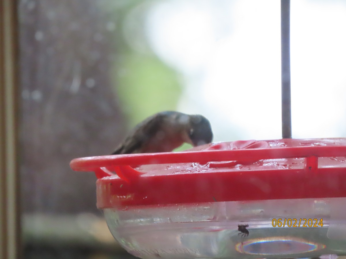 Ruby-throated Hummingbird - ML619947771