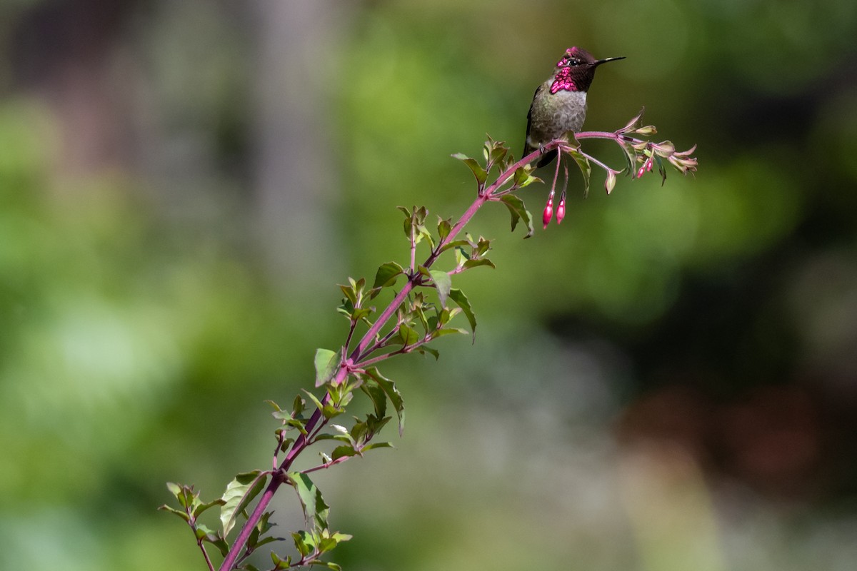 Anna's Hummingbird - ML619947795