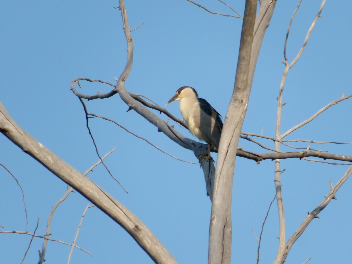 Black-crowned Night Heron - ML619947805