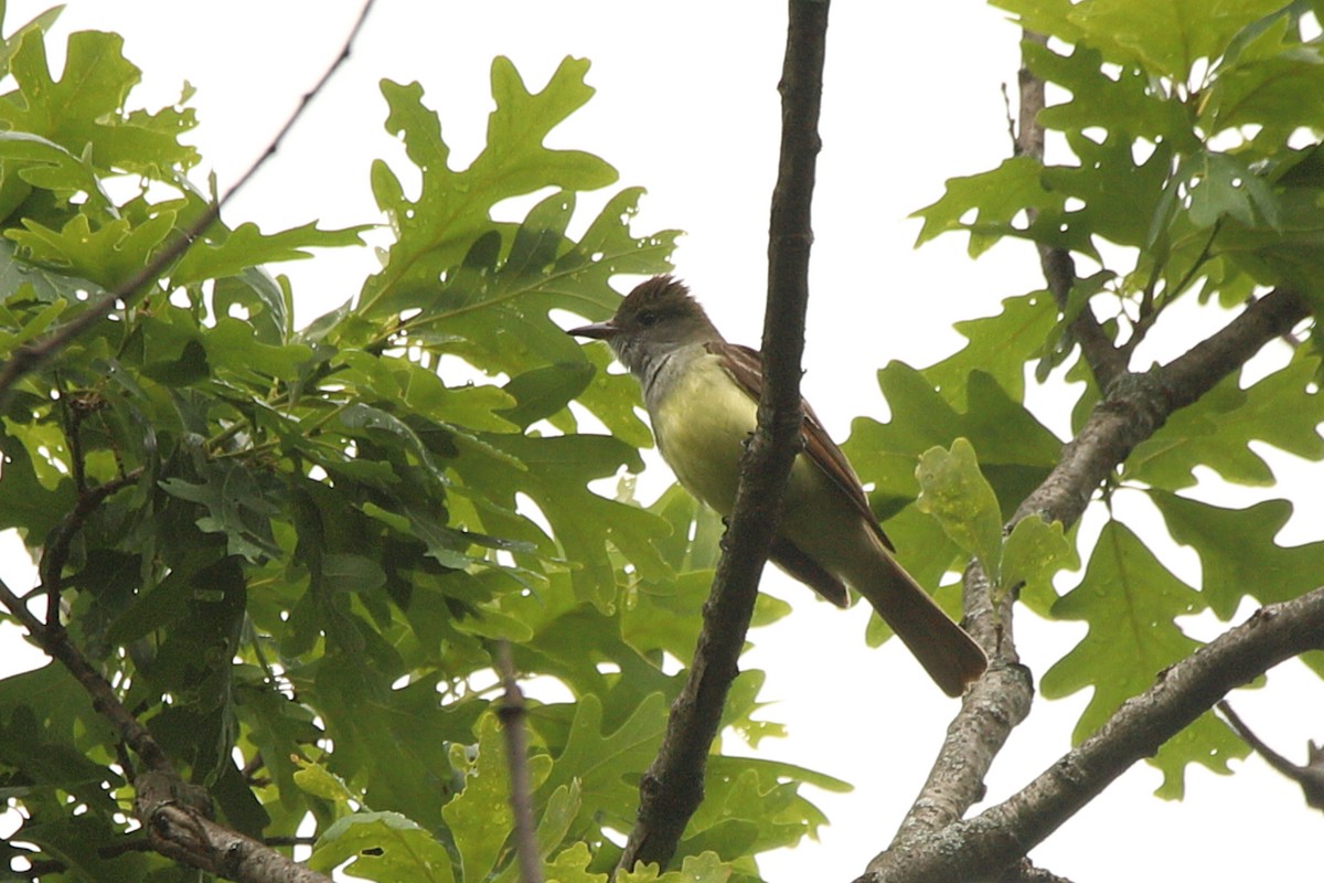 Great Crested Flycatcher - ML619947806