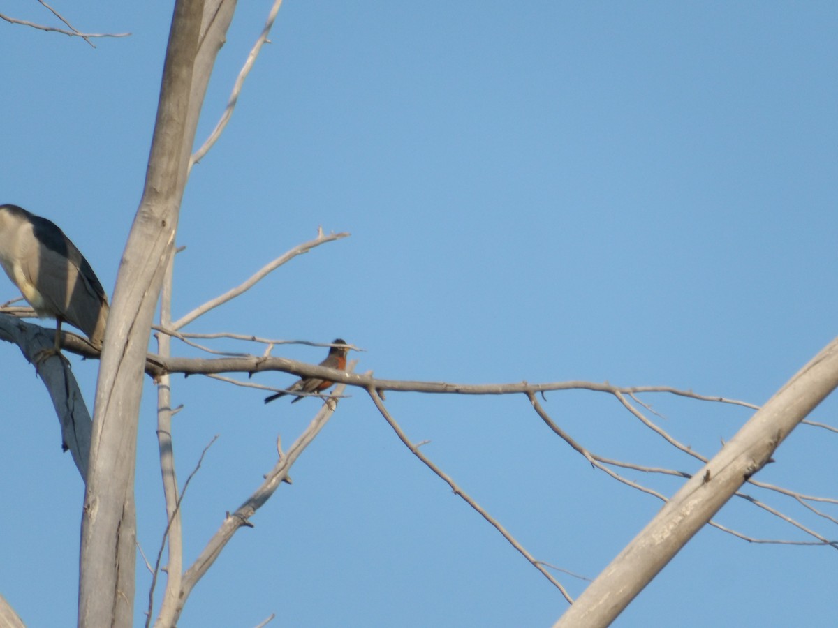 American Robin - ML619947836