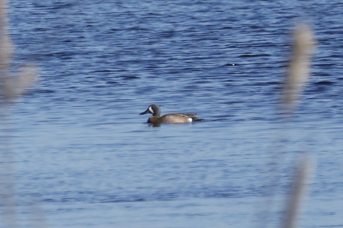 Blue-winged Teal - ML619947855