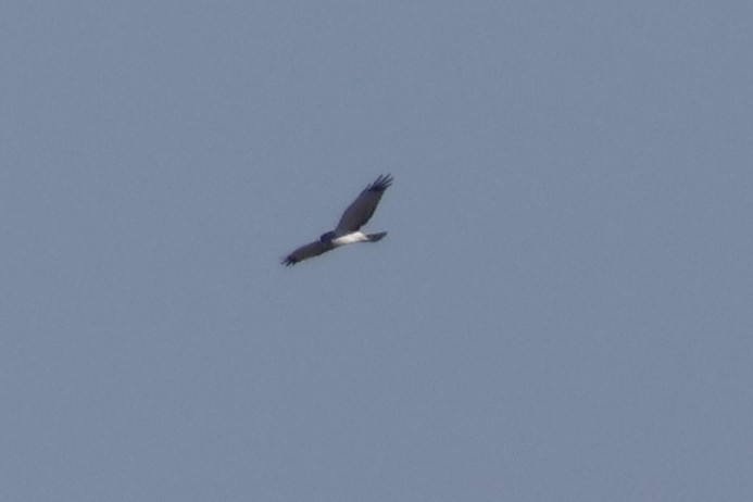 Northern Harrier - ML619947878