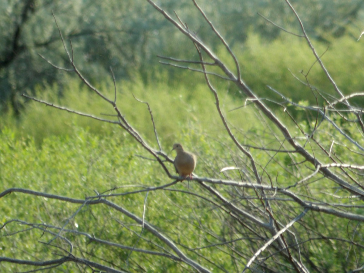 Mourning Dove - ML619947888