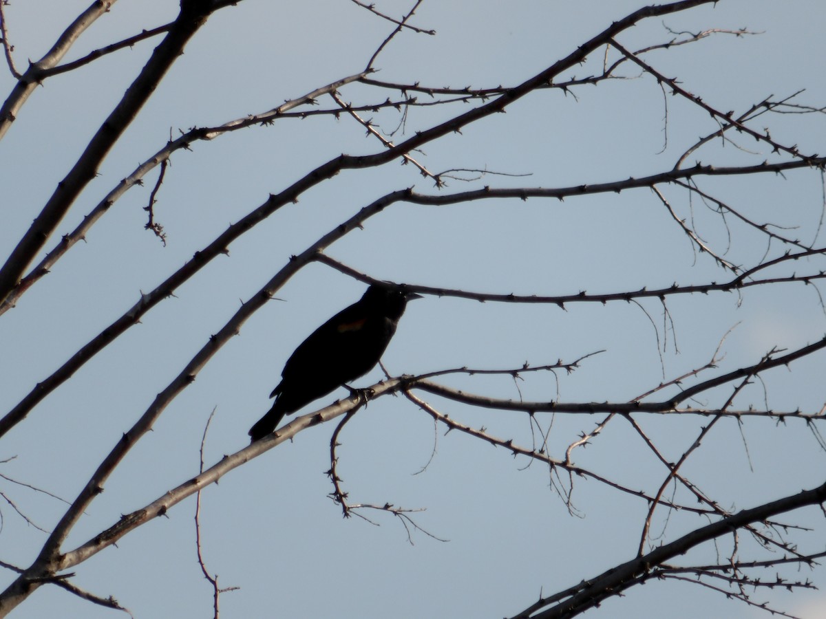 Red-winged Blackbird - ML619947906