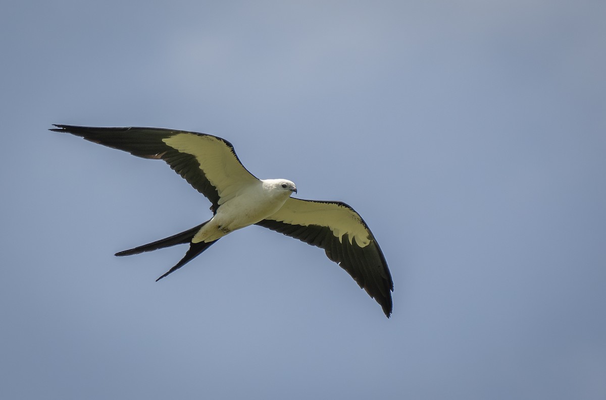 Swallow-tailed Kite - ML619947916