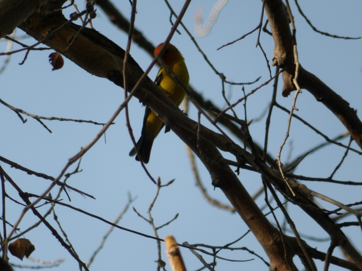 Western Tanager - ML619947919