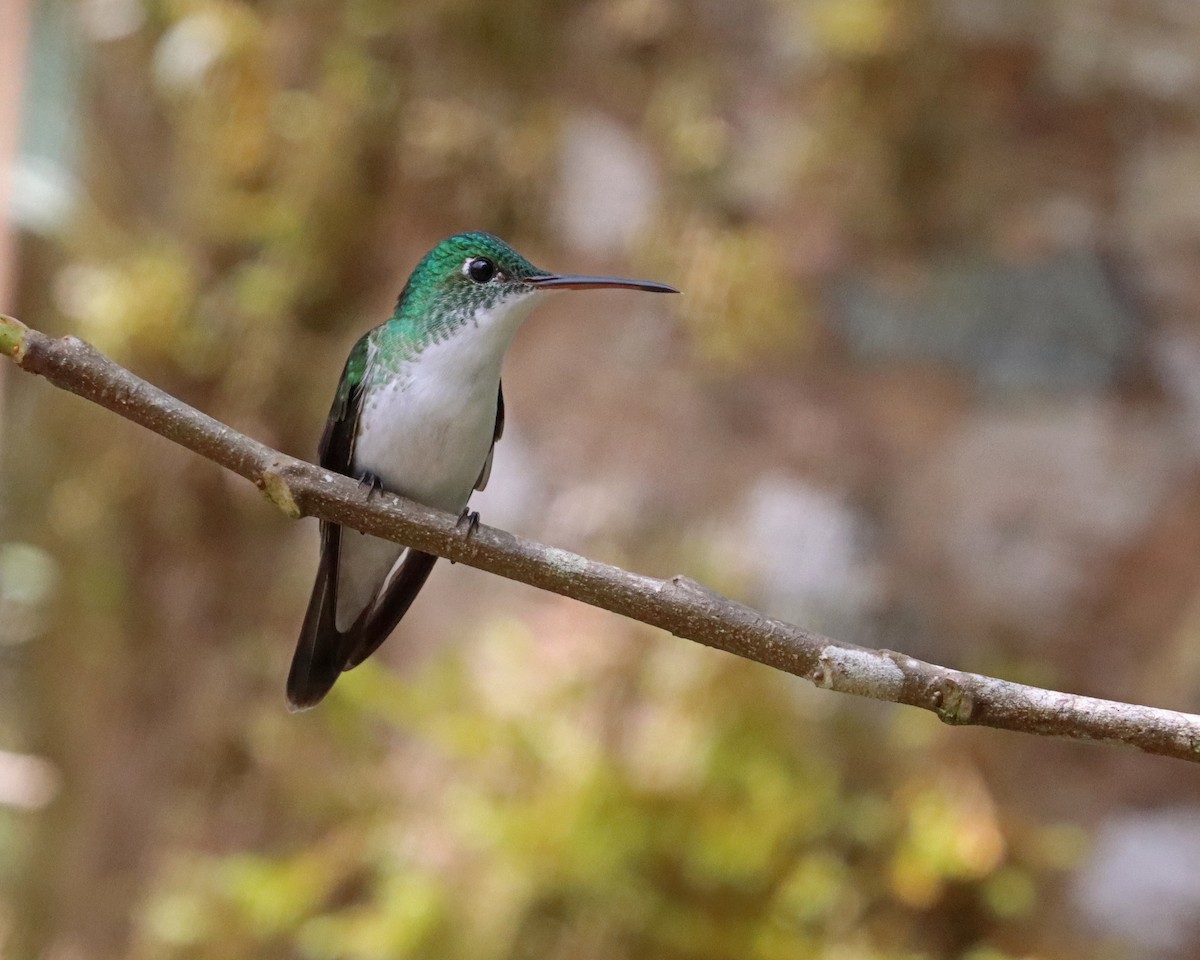 kolibřík andský - ML619947928