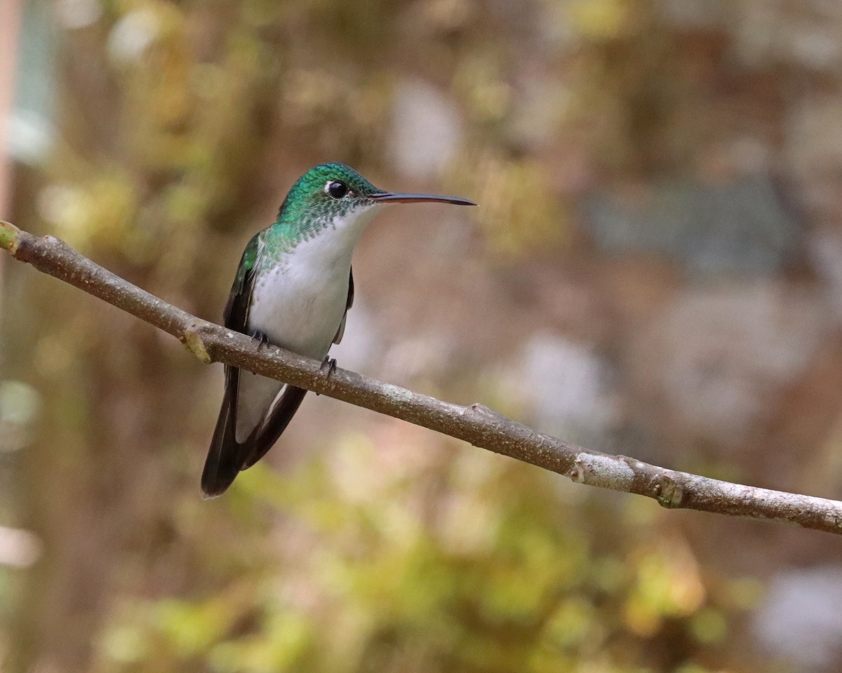 Andean Emerald - ML619947928