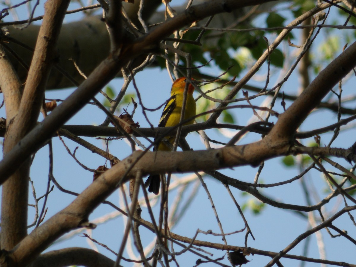 Western Tanager - Josh Emms