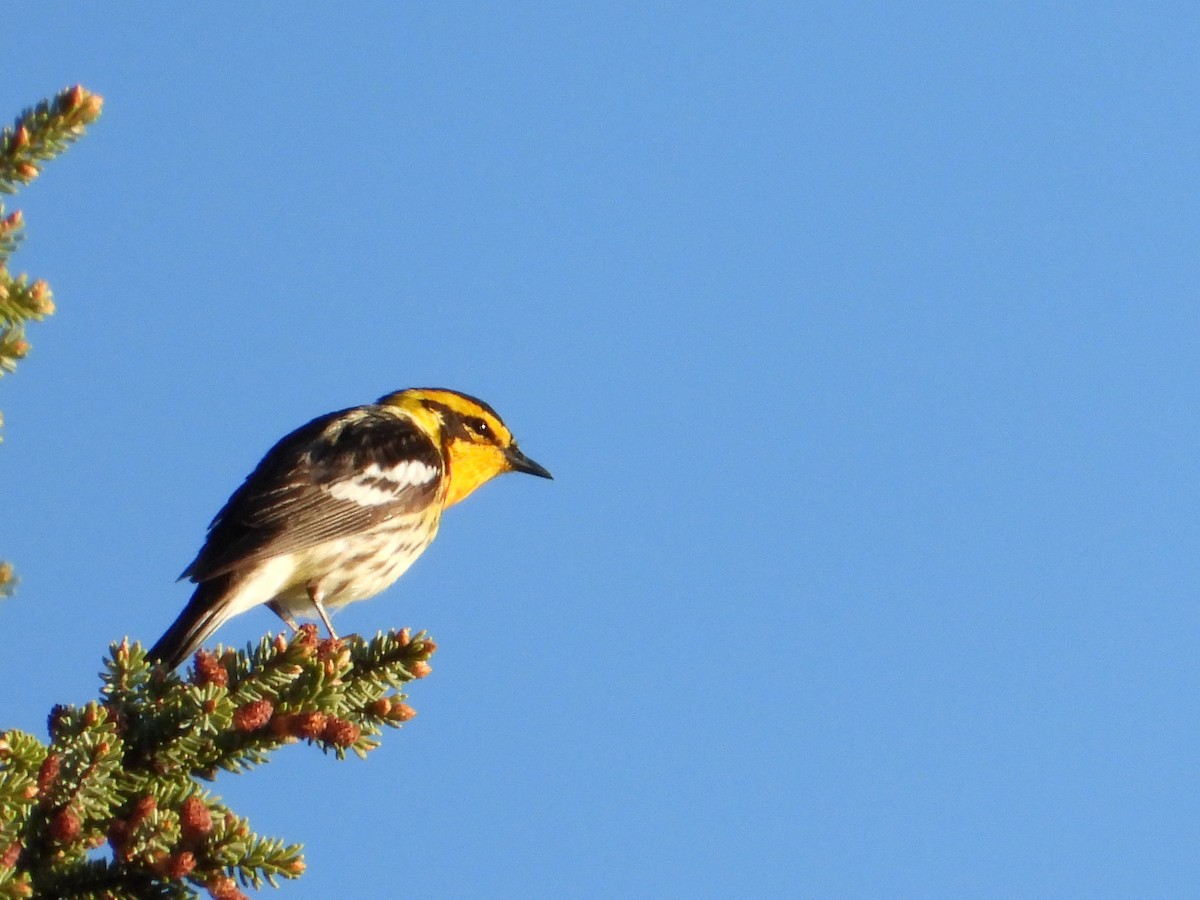 Blackburnian Warbler - ML619947938