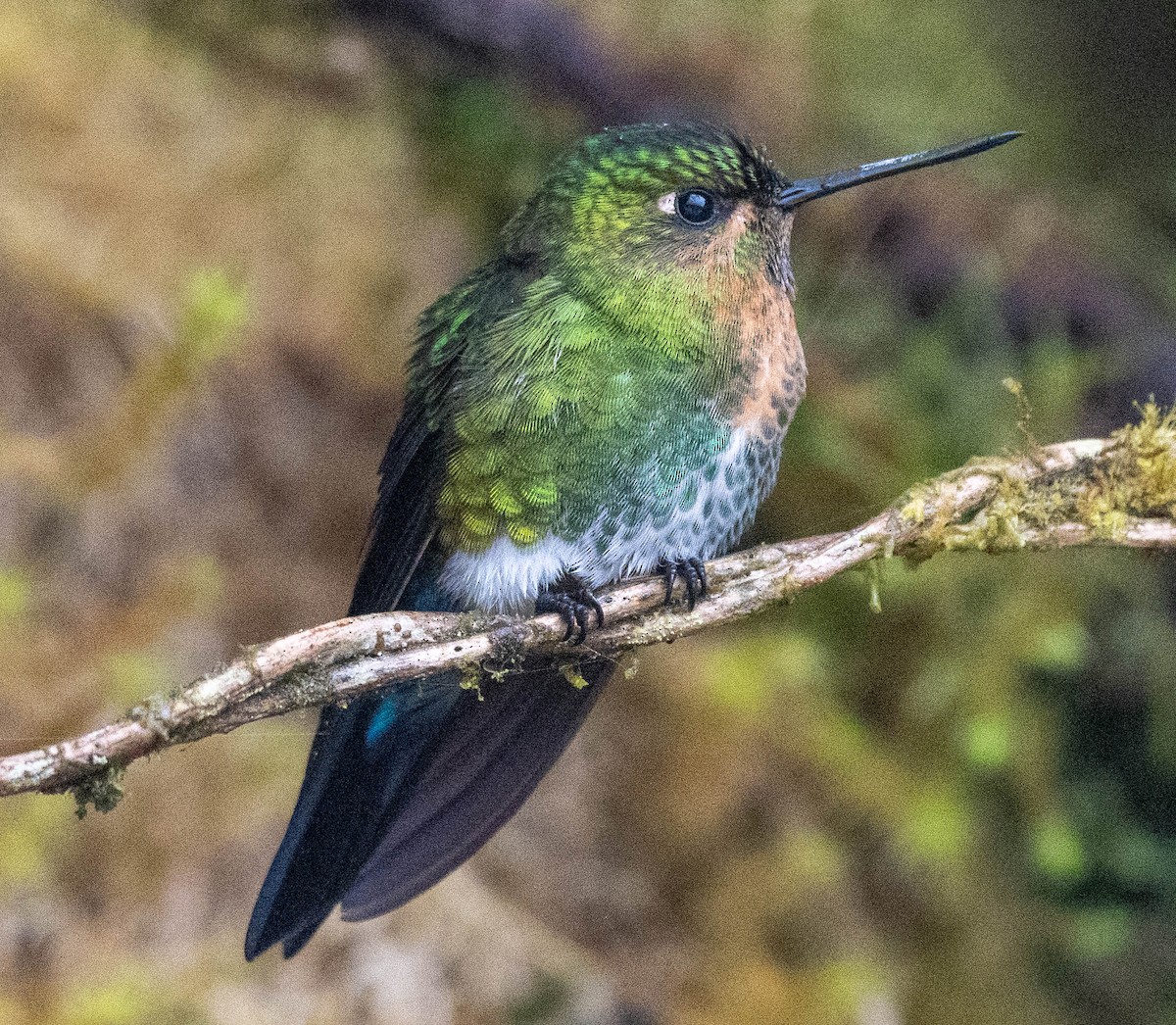 Glowing Puffleg - ML619947947