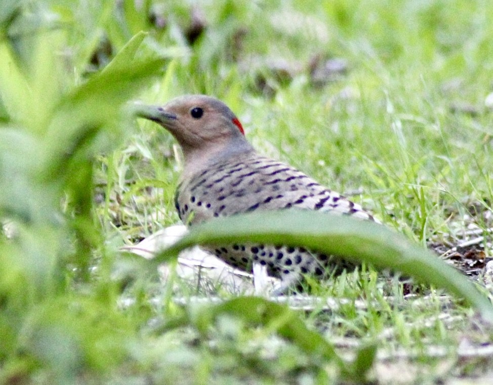 Northern Flicker (Yellow-shafted) - ML619947951