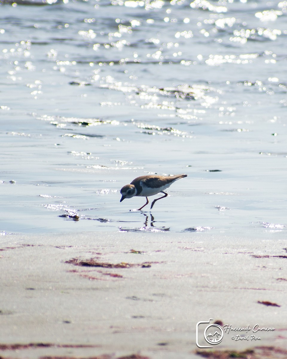 Semipalmated Plover - ML619947955
