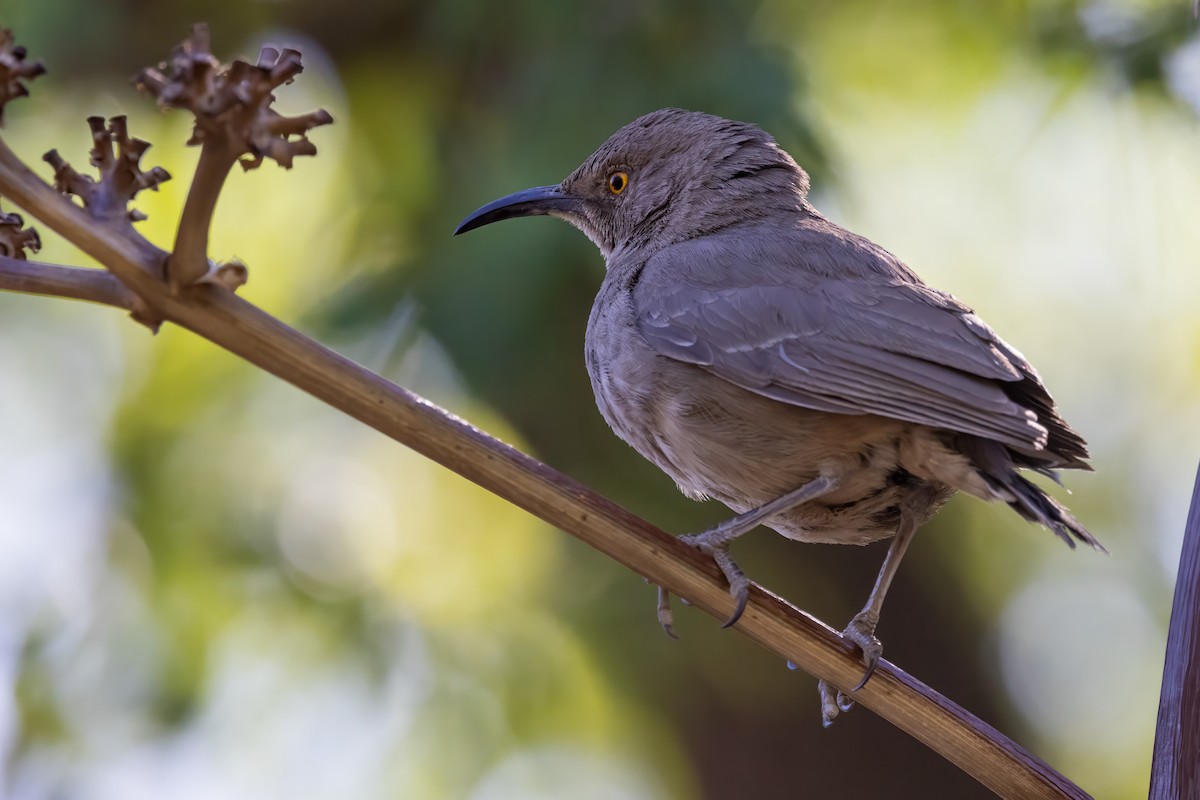 Curve-billed Thrasher - ML619947982