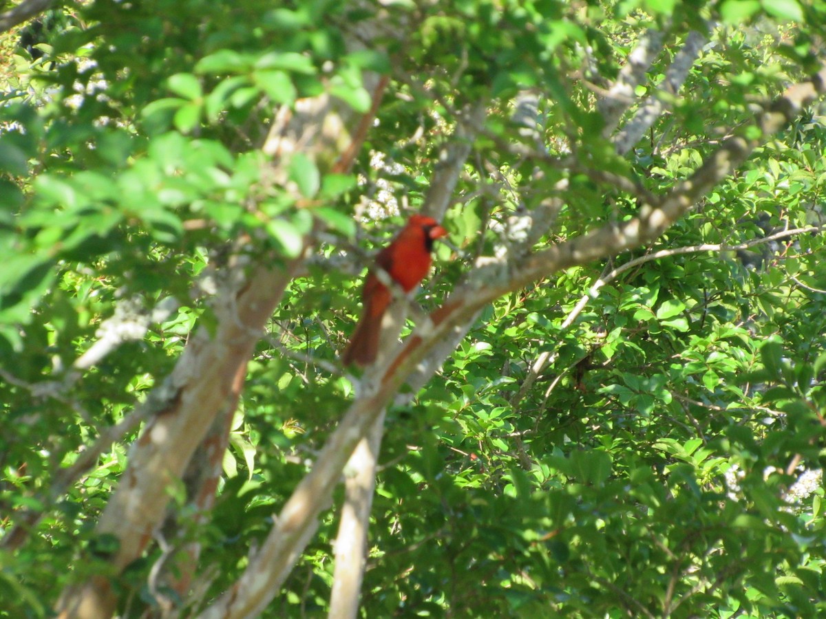 Northern Cardinal - ML619947983