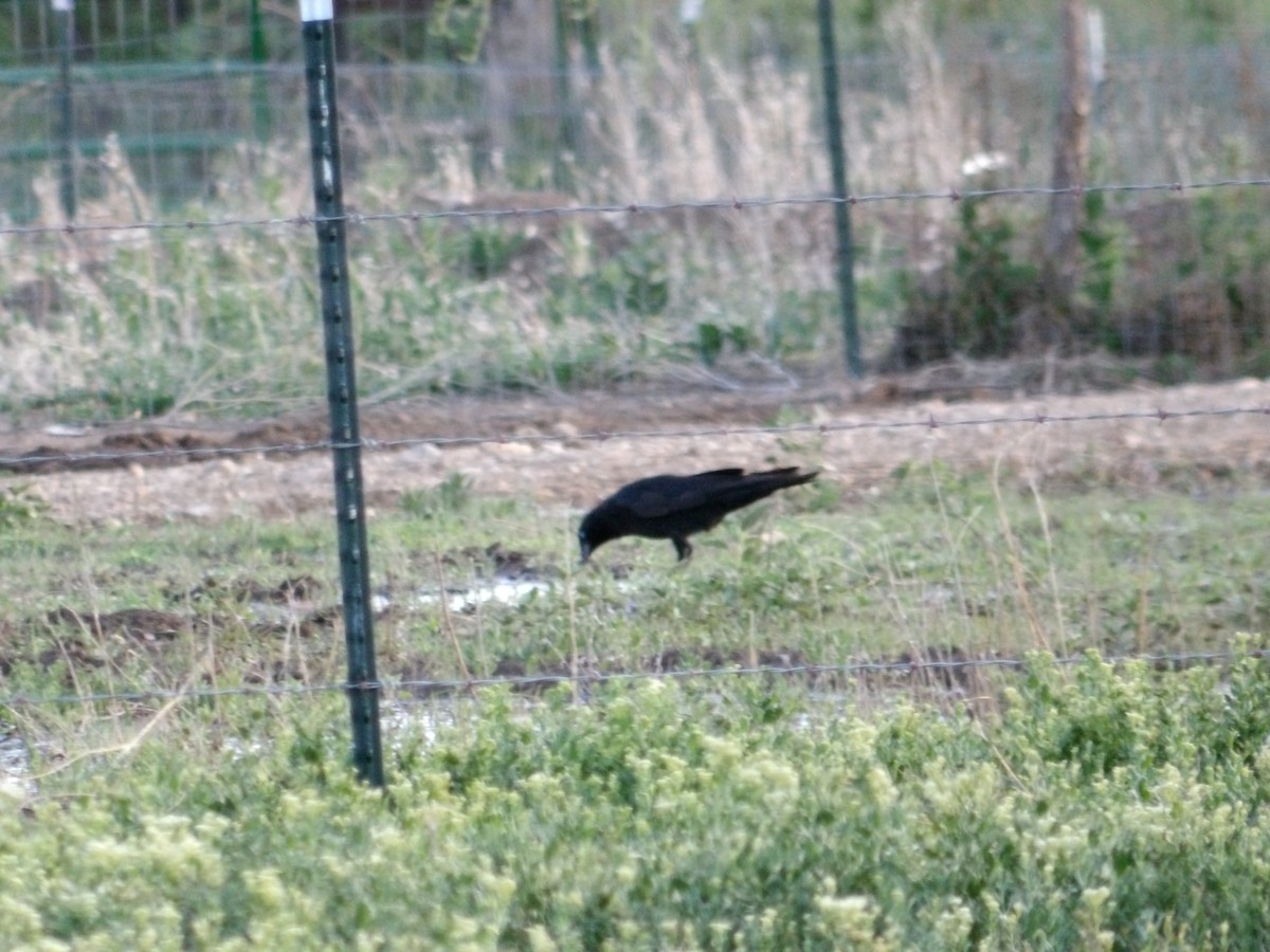 Common Raven - ML619947988