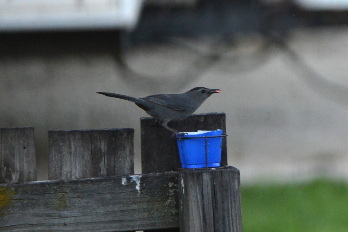 Gray Catbird - ML619947993