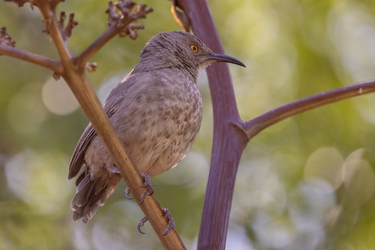 Curve-billed Thrasher - ML619947995