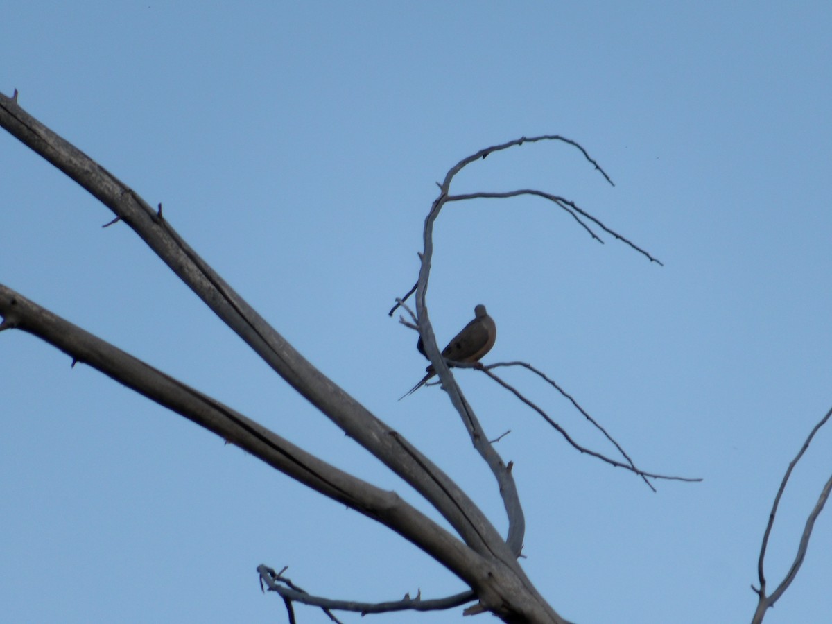 Mourning Dove - ML619947997