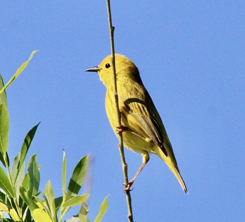Yellow Warbler (Northern) - ML619948001