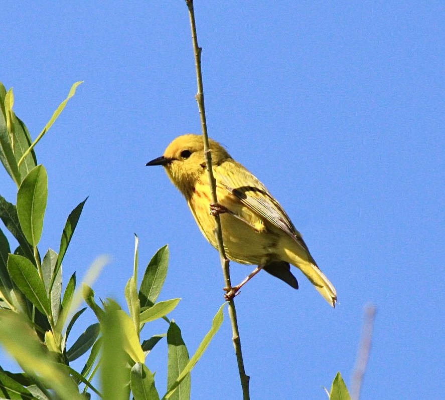Yellow Warbler (Northern) - ML619948002
