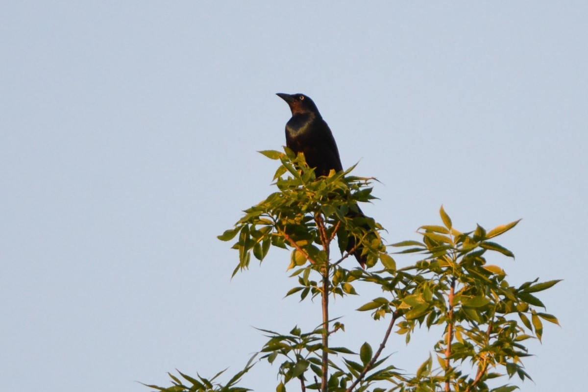 Great-tailed Grackle - ML619948031