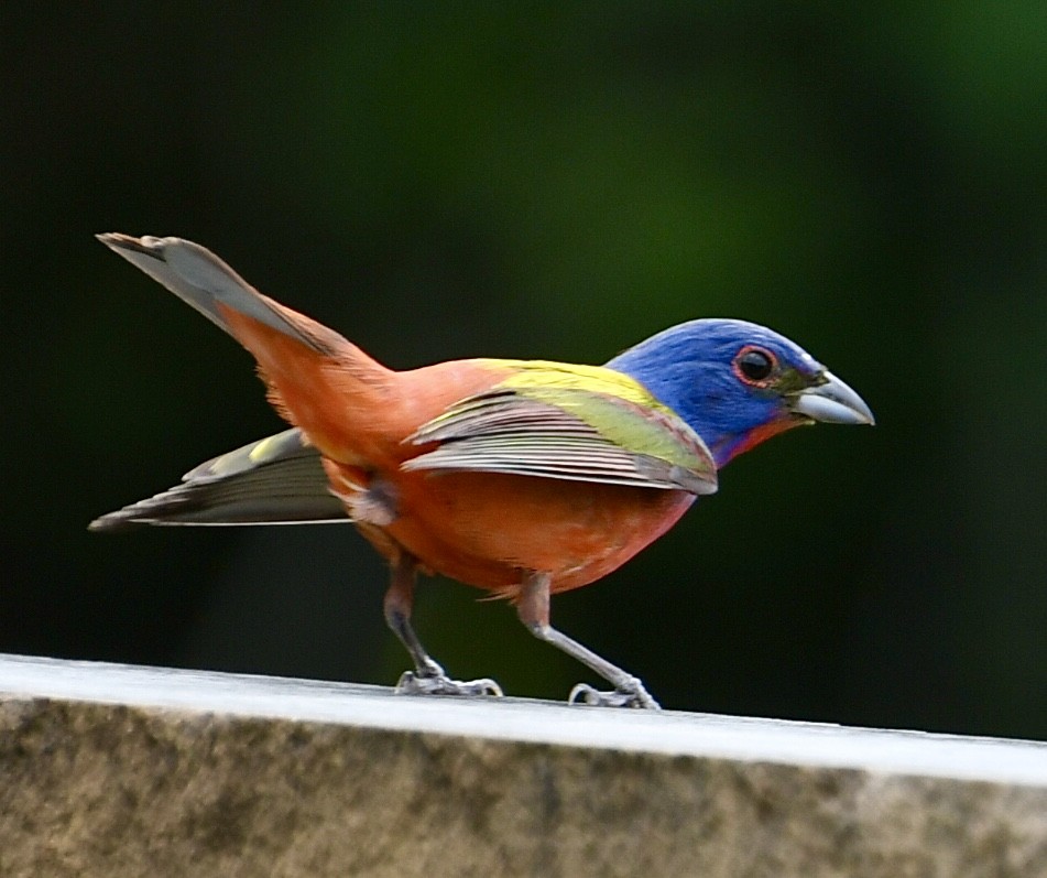 Painted Bunting - ML619948035