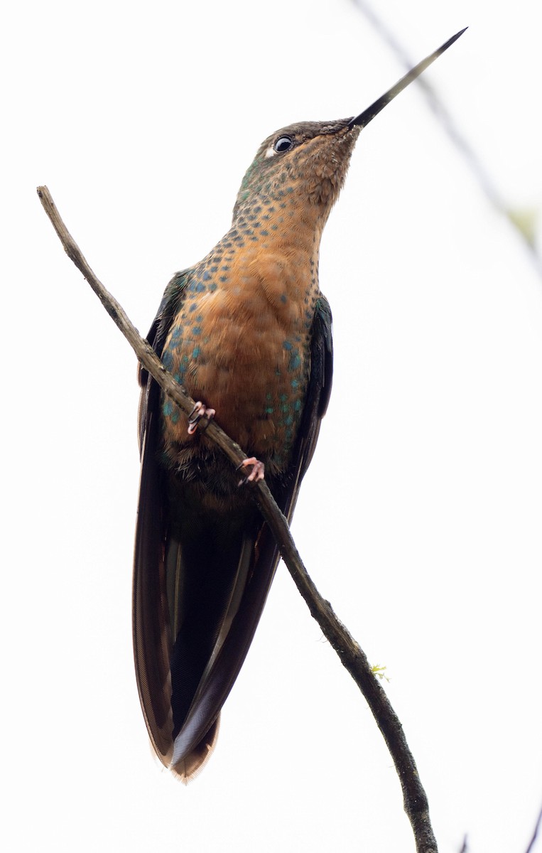 kolibřík modrokřídlý - ML619948039