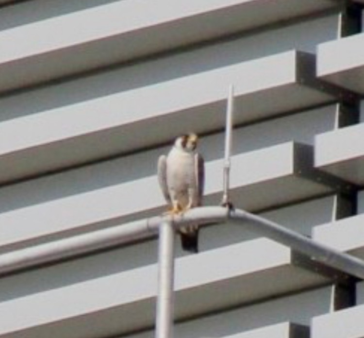 Peregrine Falcon (North American) - ML619948045