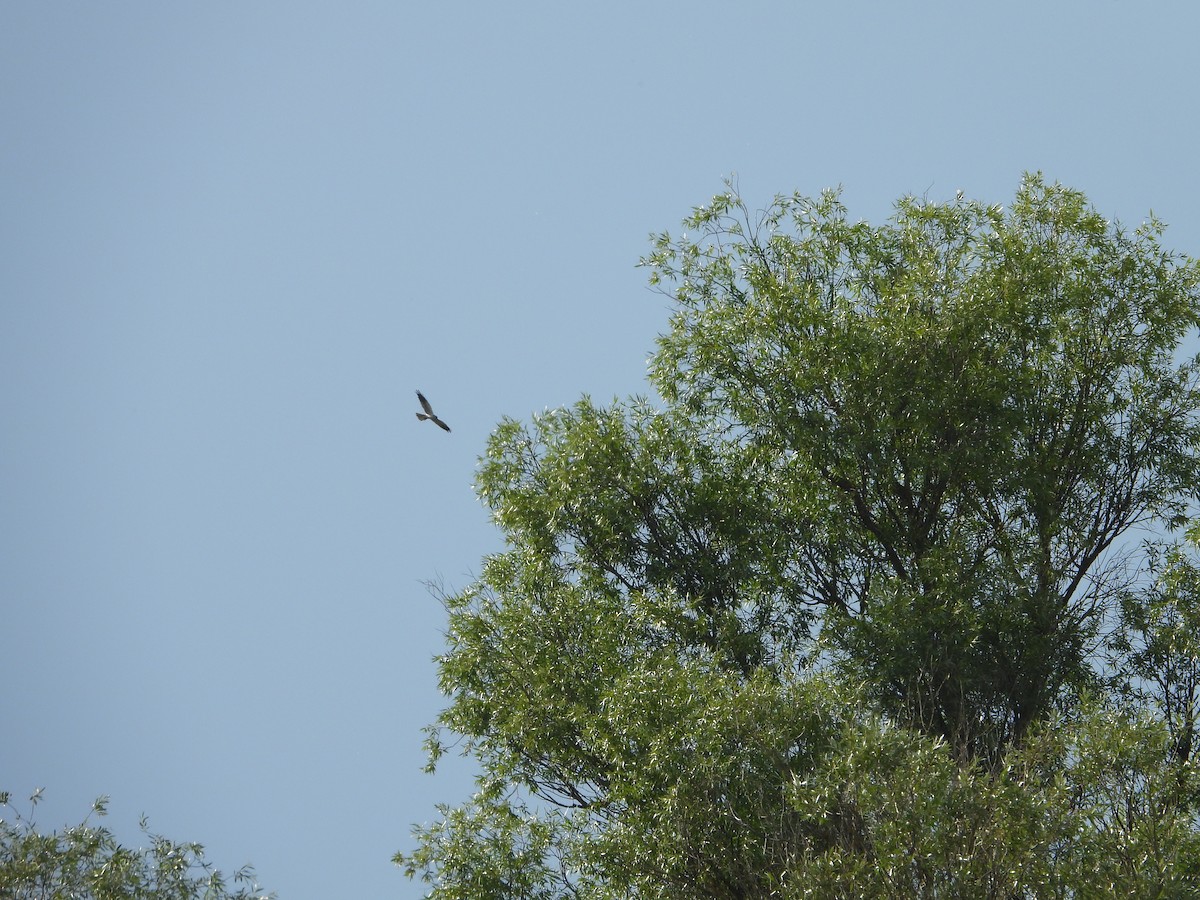 Montagu's Harrier - ML619948055