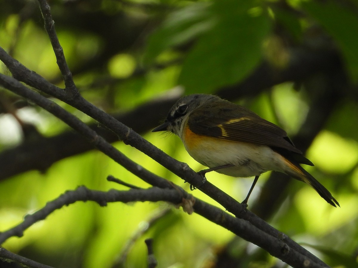 American Redstart - ML619948080