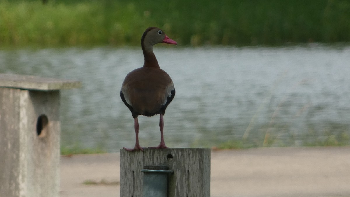 Black-bellied Whistling-Duck - ML619948095